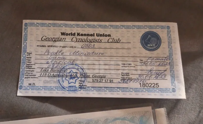 Სუფთა გენეტიკის ჯუჯა პუდელის ლეკვი თბილისი - photo 2