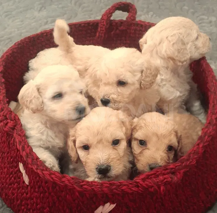 Purebred puppies Gori - photo 1