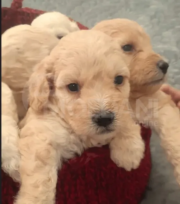 Purebred puppies Gori - photo 2