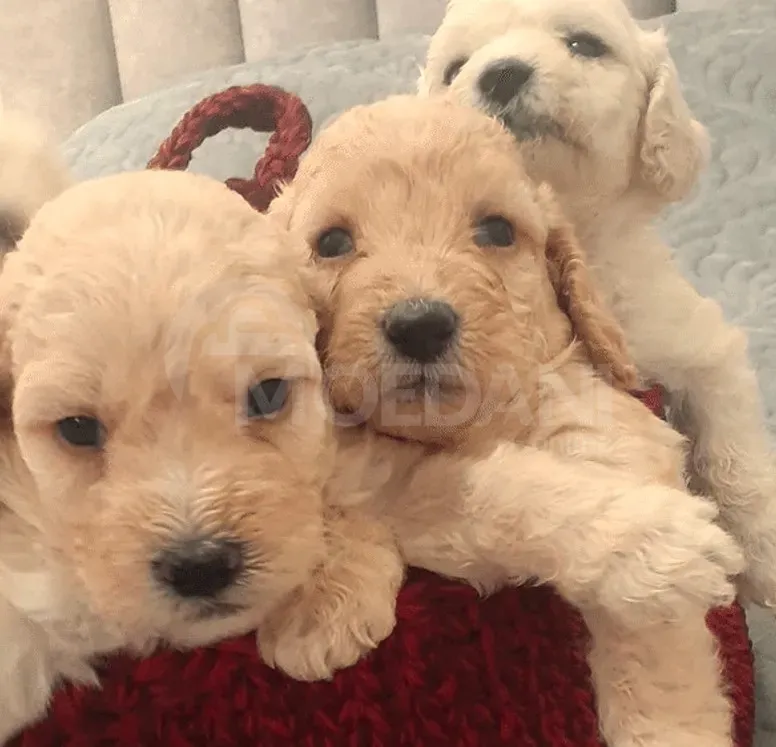 Purebred puppies Gori - photo 3