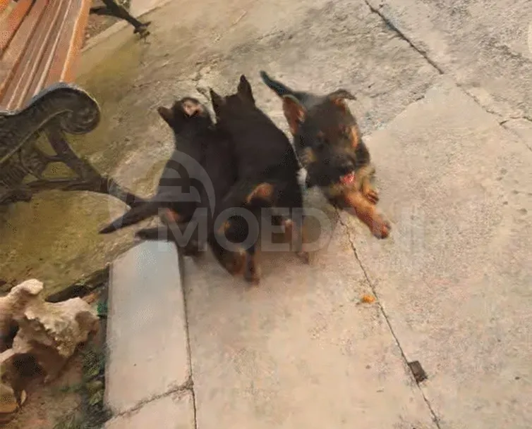 Pure blood German Avcharka for sale Kutaisi - photo 3