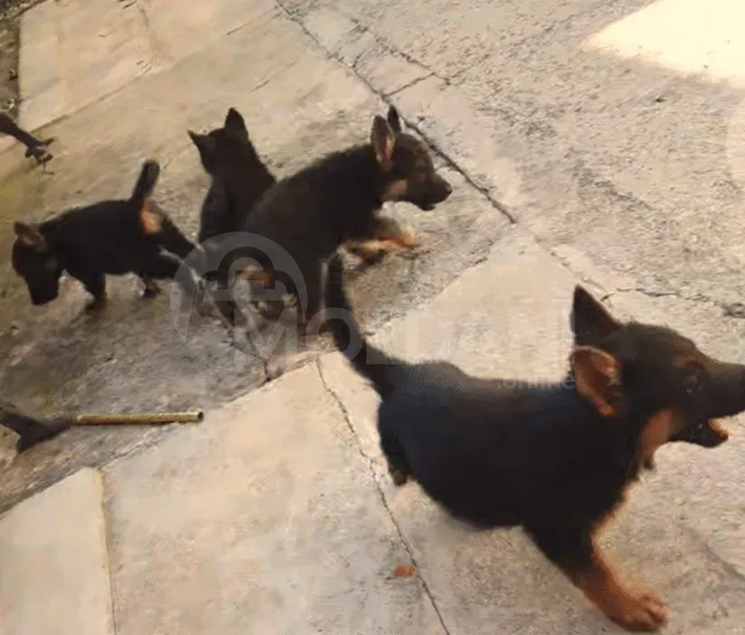 Pure blood German Avcharka for sale Kutaisi - photo 4