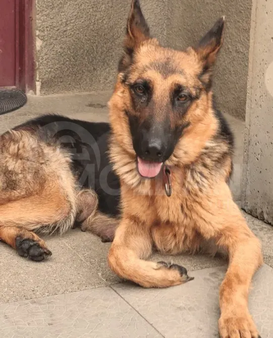 Pure blood German Avcharka for sale Kutaisi - photo 2