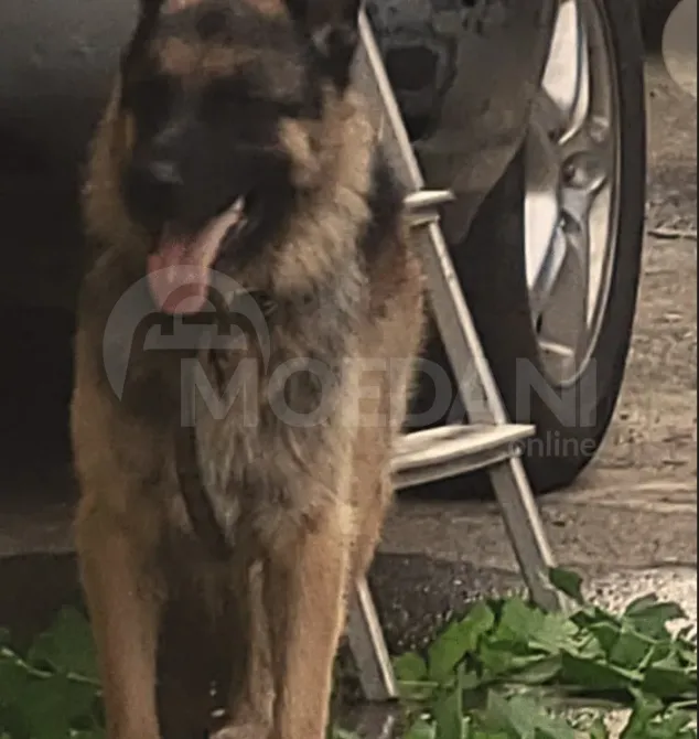 Pure blood German Avcharka for sale Kutaisi - photo 1