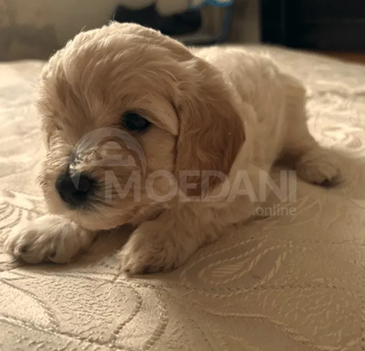 Იყიდება ჯუჯა პუდელი, ხვადი თბილისი - photo 1