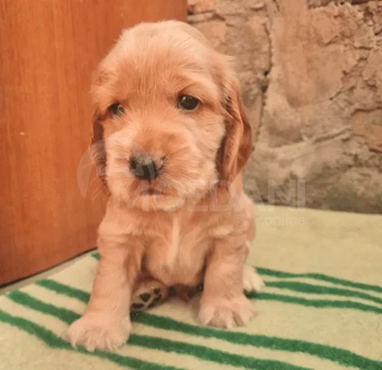 Приведи нового друга Тбилиси - изображение 3