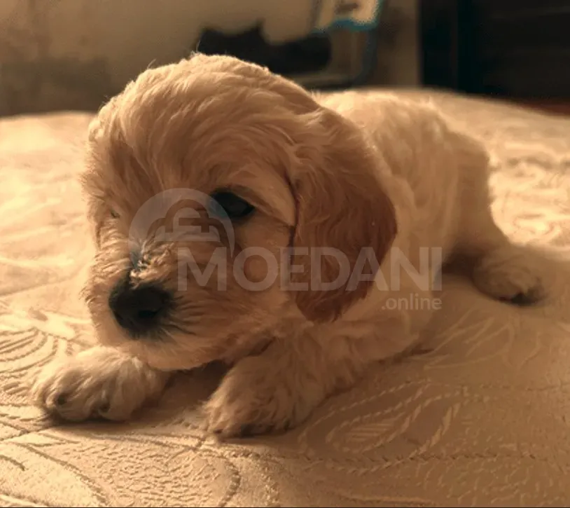 Приведи нового друга Тбилиси - изображение 2