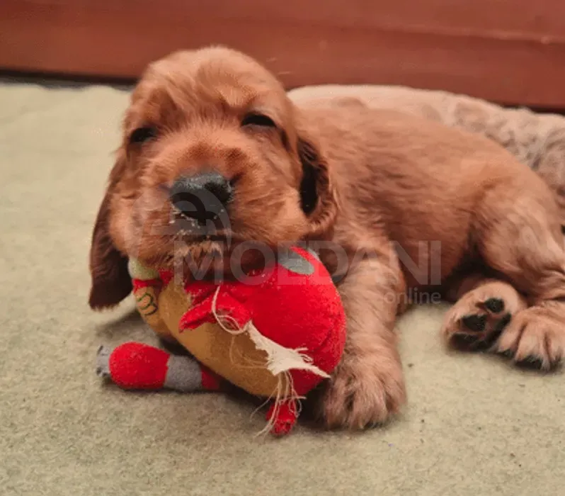 Приведи нового друга Тбилиси - изображение 1