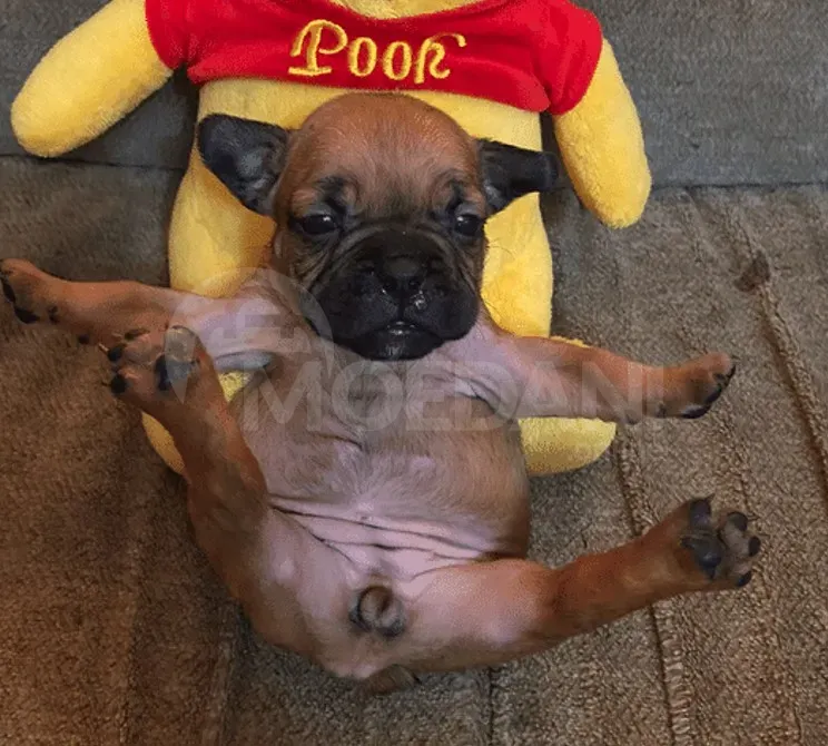 Ფრანგული ბულდოგი თბილისი - photo 6