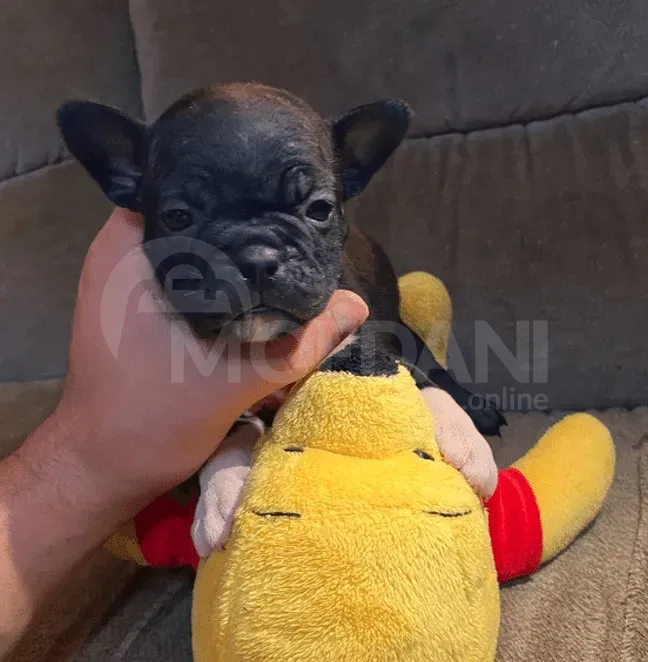 Ფრანგული ბულდოგი თბილისი - photo 1