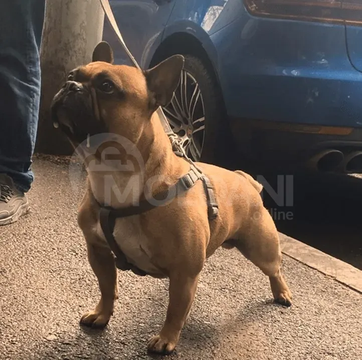 Ფრანგული ბულდოგი თბილისი - photo 3