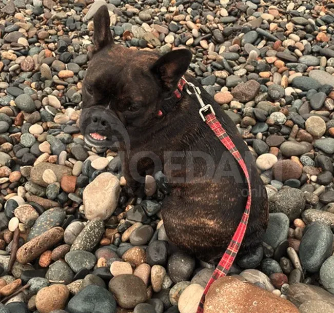 Ფრანგული ბულდოგი თბილისი - photo 4