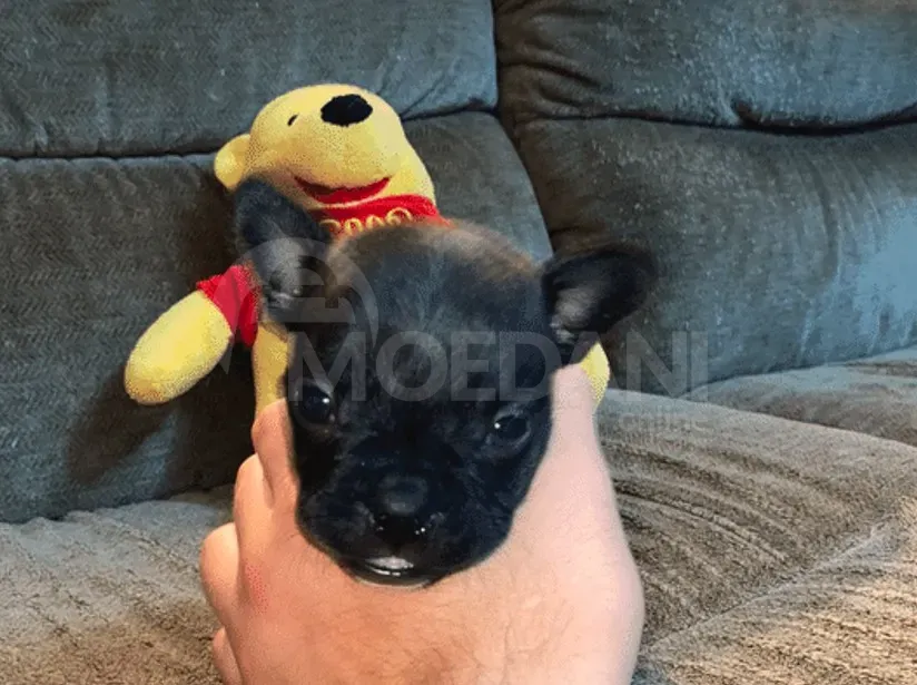 Ფრანგული ბულდოგი თბილისი - photo 5