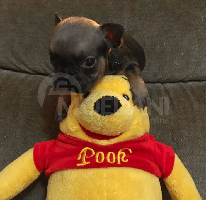 Ფრანგული ბულდოგი თბილისი - photo 2