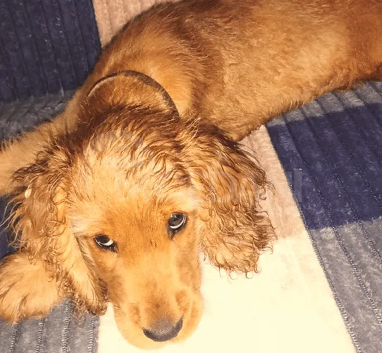 Cocker spaniel Tbilisi - photo 4