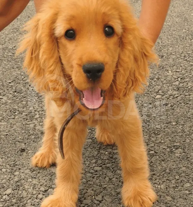 Cocker spaniel Tbilisi - photo 5