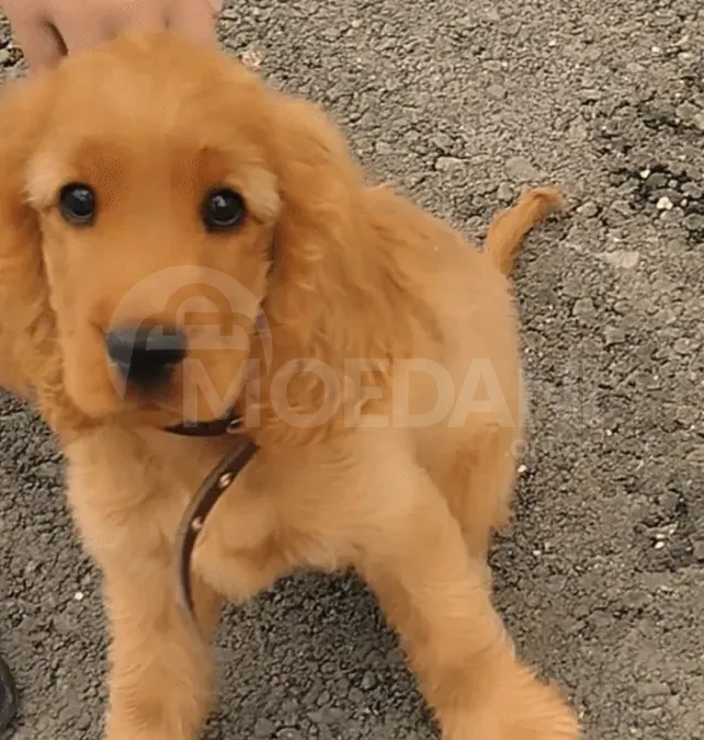 Cocker spaniel Tbilisi - photo 3