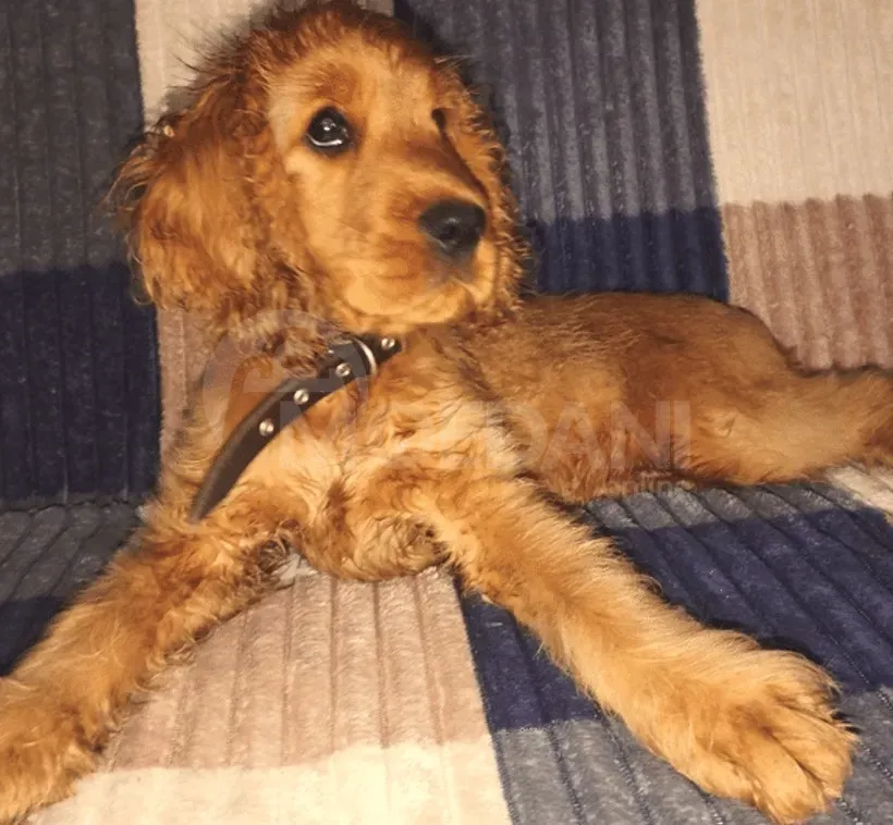 Cocker spaniel Tbilisi - photo 2