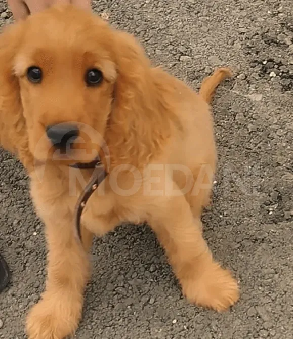 Cocker spaniel Tbilisi - photo 1