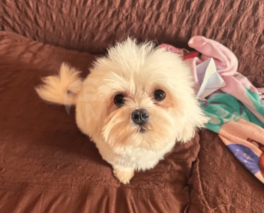 on Malta Tbilisi - photo 1