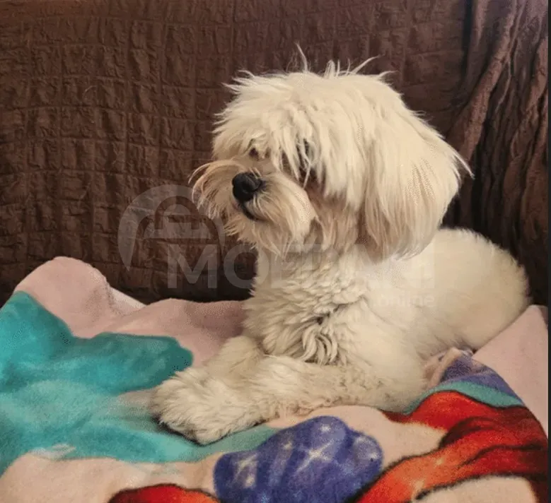 Მალტეზე სუფთა სისხლის თბილისი - photo 1