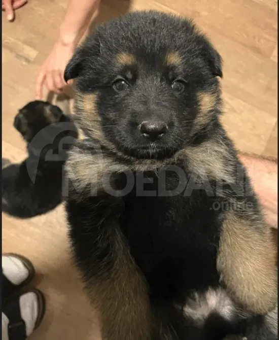 Commercial breed puppies Tbilisi - photo 1