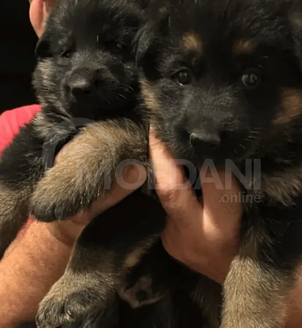 Commercial breed puppies Tbilisi - photo 3