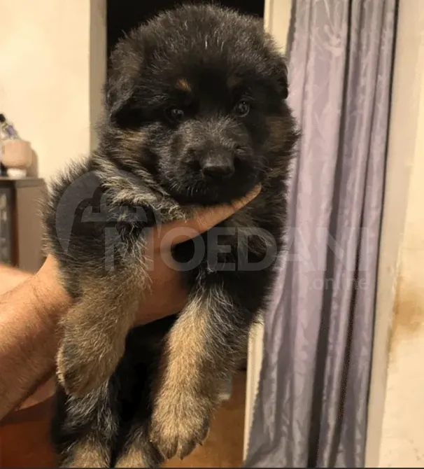Commercial breed puppies Tbilisi - photo 2
