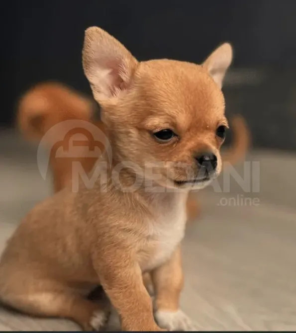 Щенки чихуахуа принимаются на воспитание. Тбилиси - изображение 3