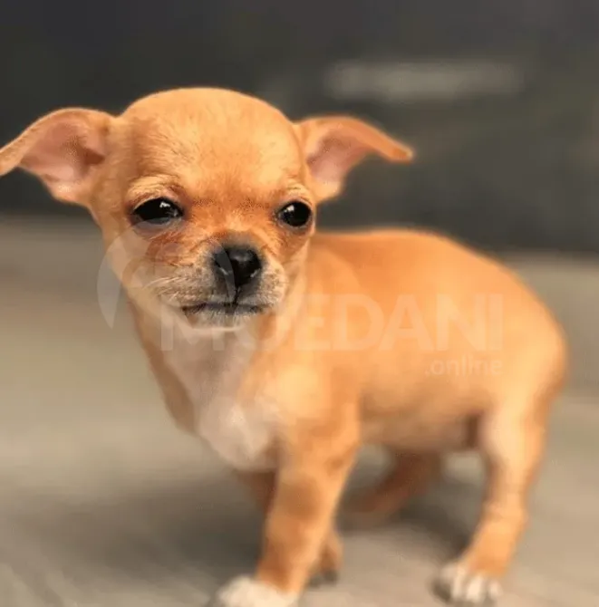 Щенки чихуахуа принимаются на воспитание. Тбилиси - изображение 1