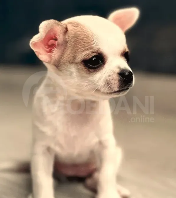 Щенки чихуахуа принимаются на воспитание. Тбилиси - изображение 2