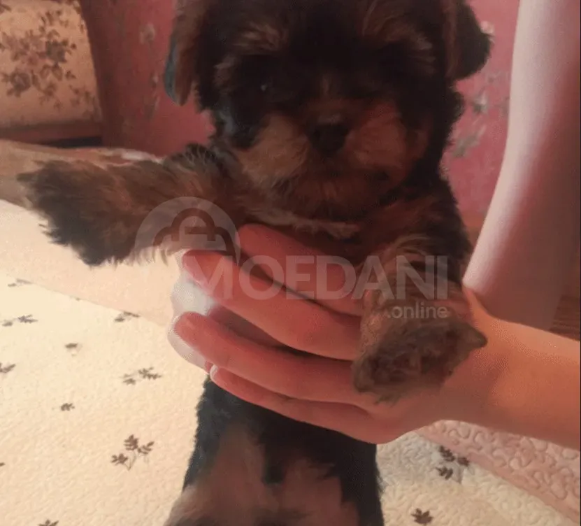 Იორკშირის ტერიერი სუფთა სისხლის 2თვის ლეკვი თბილისი - photo 2