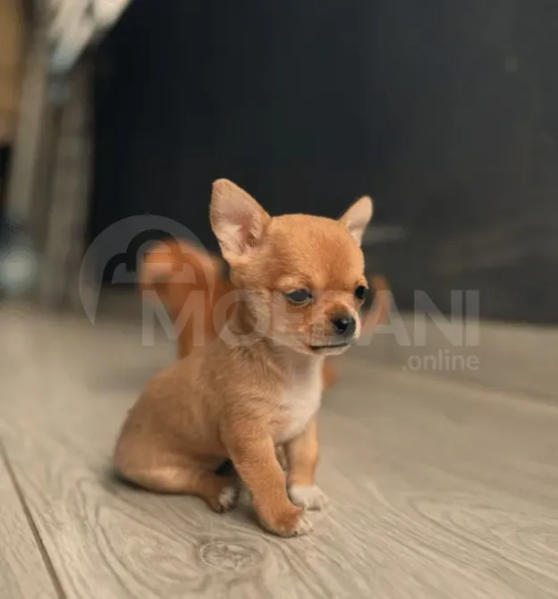 Სხვისდებიან მინი ჩიხუახუები თბილისი - photo 3