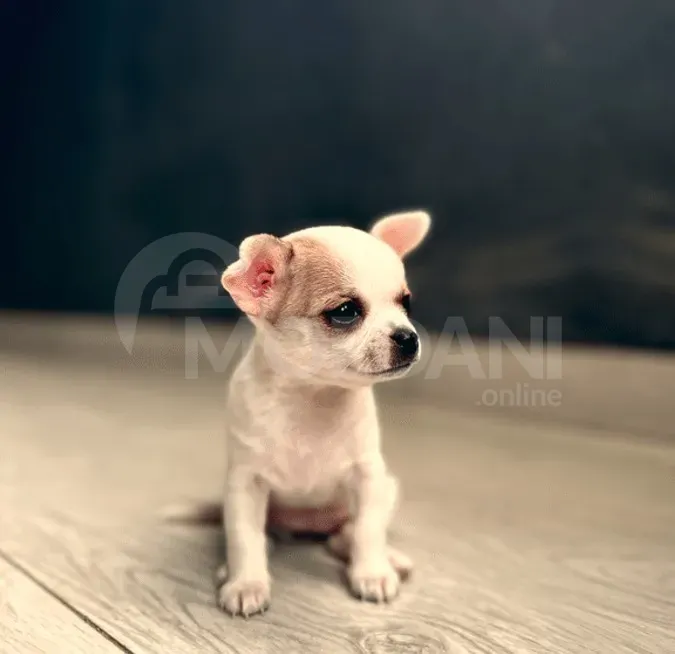 Სხვისდებიან მინი ჩიხუახუები თბილისი - photo 1