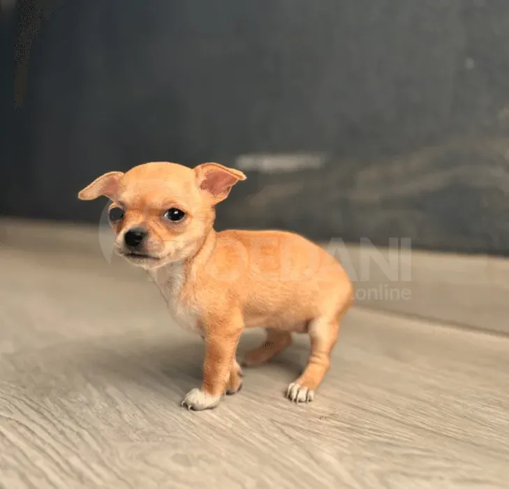 Სხვისდებიან მინი ჩიხუახუები თბილისი - photo 2