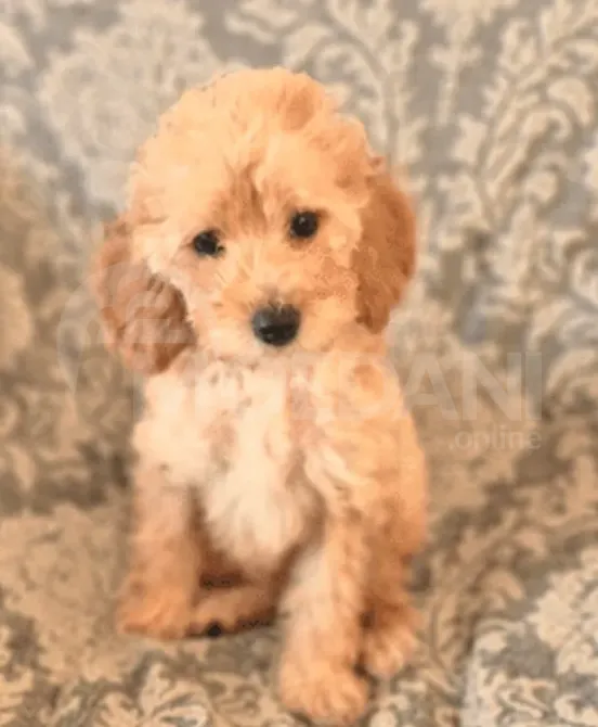 Პუდელი ახალი ერთგული მეგობარი თბილისი - photo 2