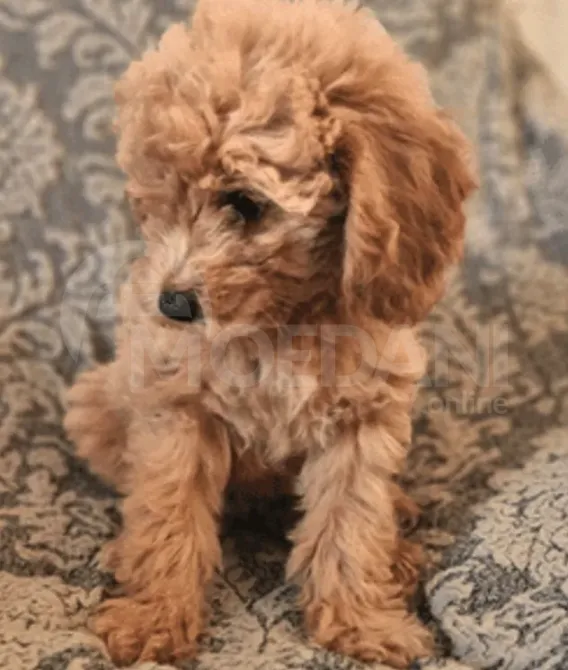 Პუდელი ახალი ერთგული მეგობარი თბილისი - photo 1