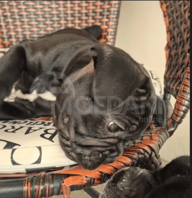 Სხვისდება ფრანგული ბულდოგის ლეკვები კასპი - photo 4