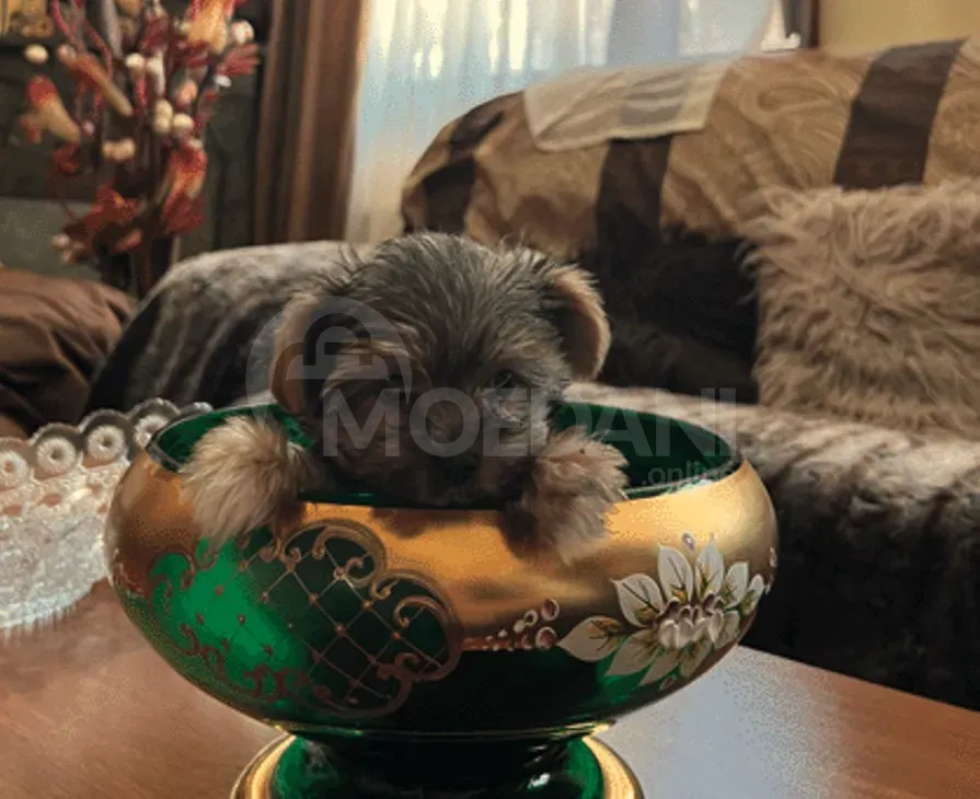 Იორკშირის ტერიერი თბილისი - photo 1