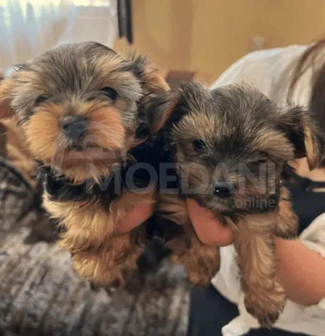 Იორკშირის ტერიერი თბილისი - photo 2