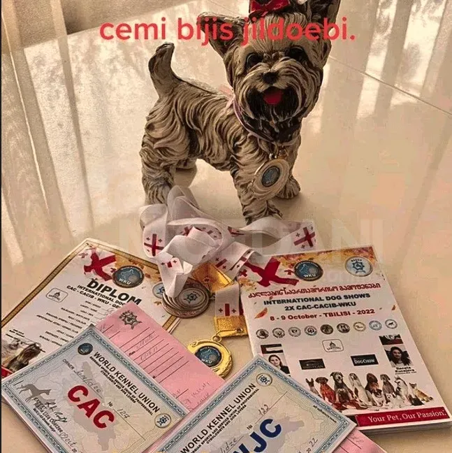 Продаются йорки лучшей генетики. Каспи - изображение 1