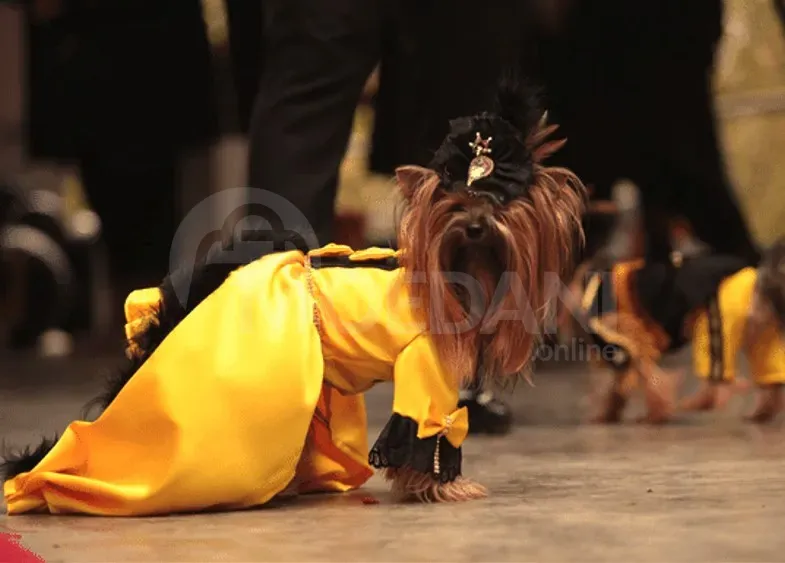 Продаются йорки лучшей генетики. Каспи - изображение 2