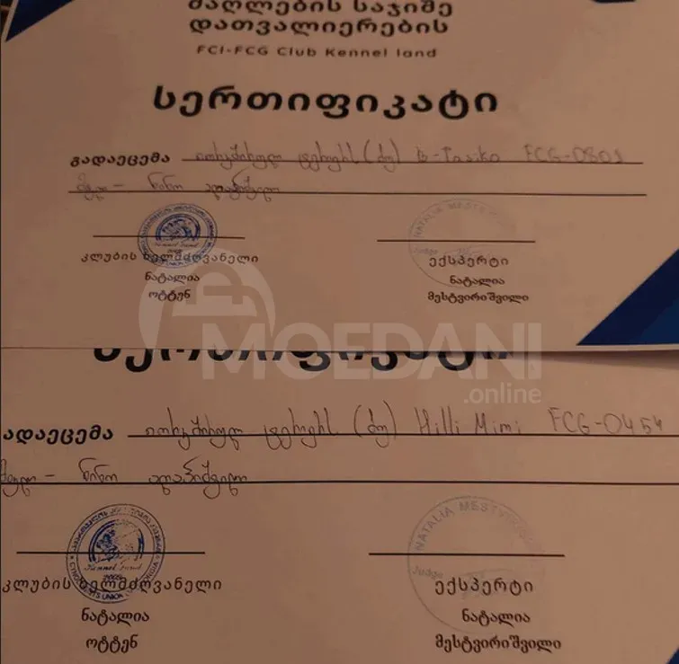 Продаются йорки лучшей генетики. Каспи - изображение 7