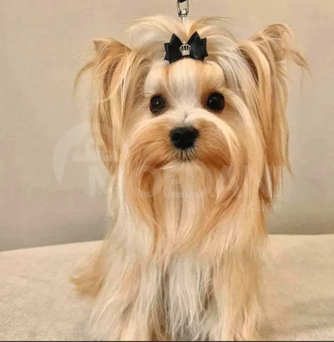 Продаются йорки лучшей генетики. Каспи - изображение 4