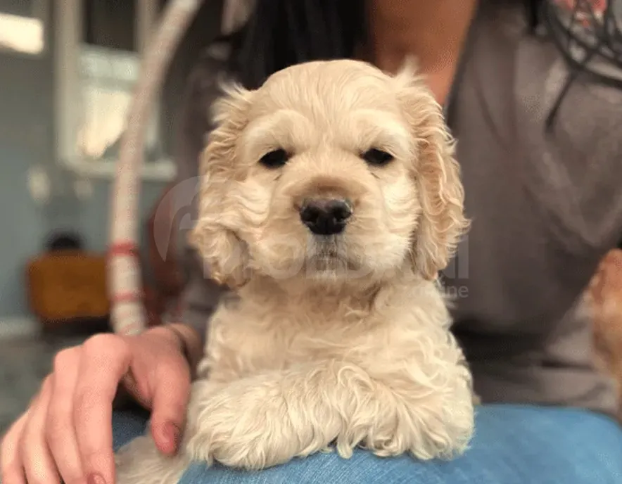 Продается американский кокер Каспи - изображение 3