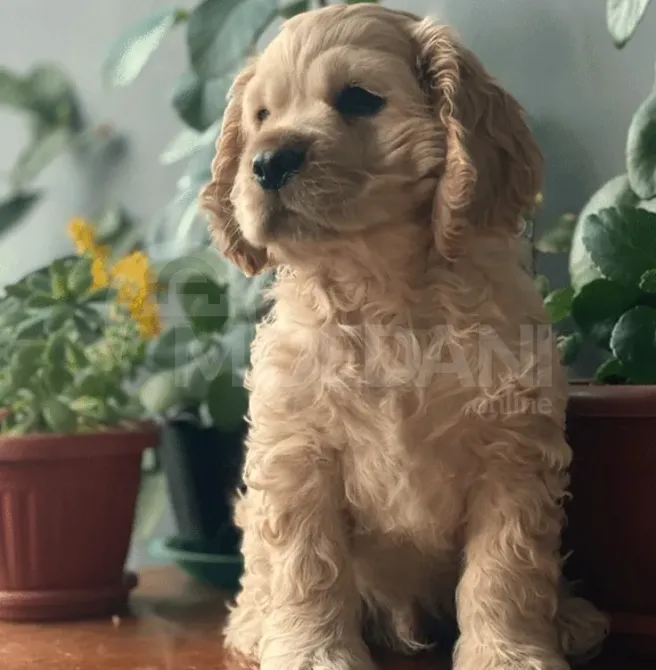 Продается американский кокер Каспи - изображение 1