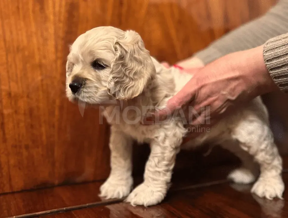 Იყიდება თვე ნახევრის ამერიკული კოკერი თბილისი - photo 1