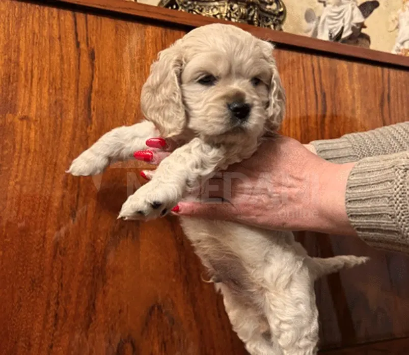 Იყიდება თვე ნახევრის ამერიკული კოკერი თბილისი - photo 2