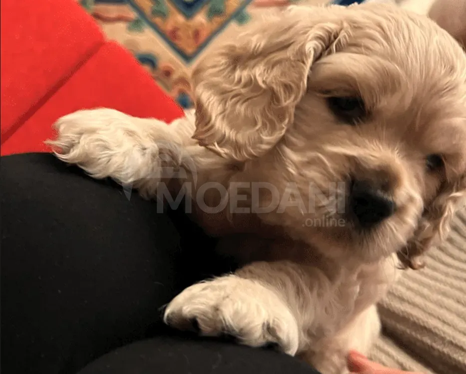 Იყიდება თვე ნახევრის ამერიკული კოკერი თბილისი - photo 3