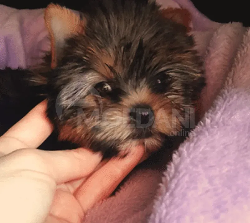 орк Тбилиси - изображение 2